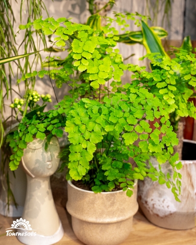 Fougère Air So Pur en pot, plante purificatrice et régulatrice d’humidité pour assainir l’intérieur.